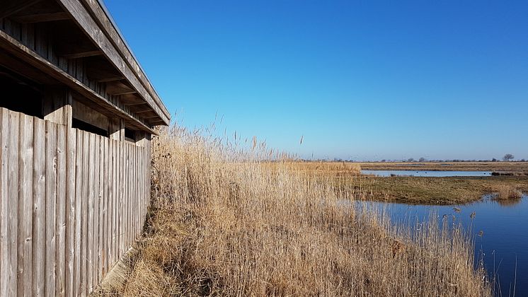 NABU Wasservogelreservat Wallnau