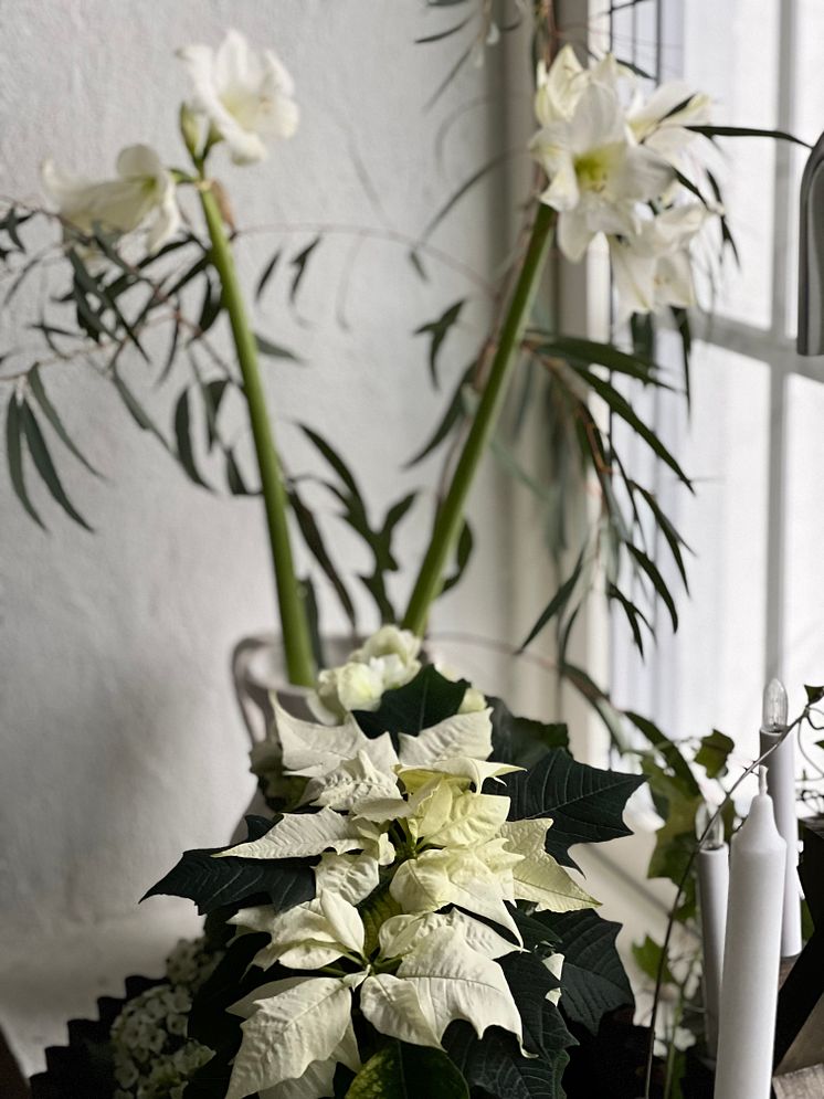 Julblommor_2024_klassiska