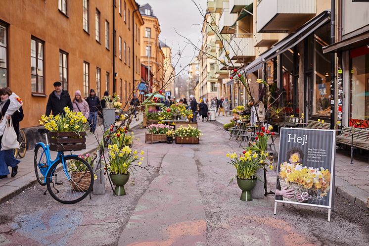 Gatufest_vårhyacint_tete a tete_tulpan_2022