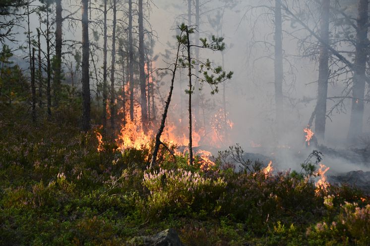12789397-brand-i-skogen