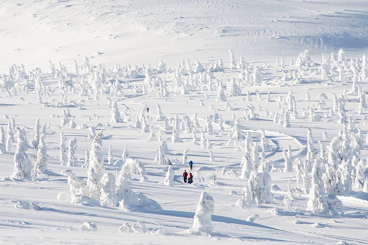 Trysil - cross-country skiing - Photo - Ola Matsson