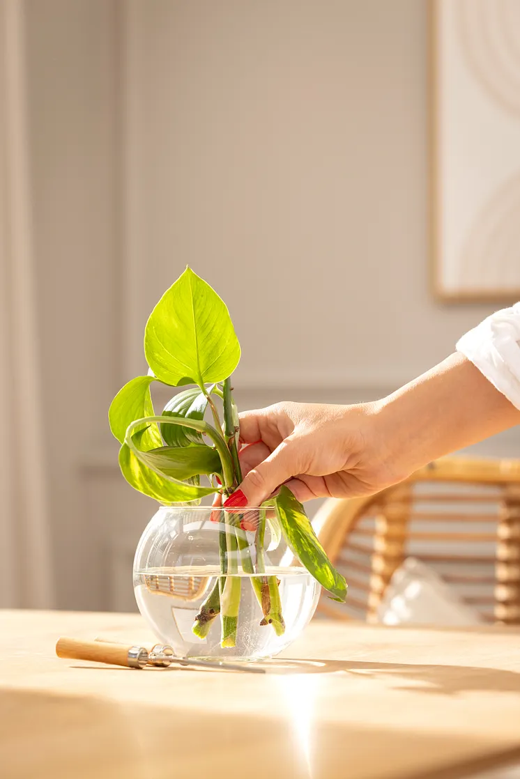 Eine Hand stellt frisch geschnittene Stecklinge in eine Vase mit Wasser