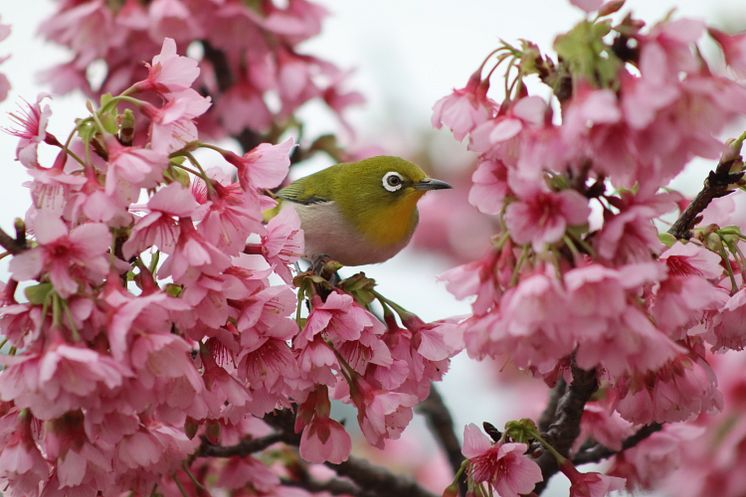 Canon RF 75-300mm F4-5.6_EOSR100_Animal_Sample_CINC_IMG_5867.JPG