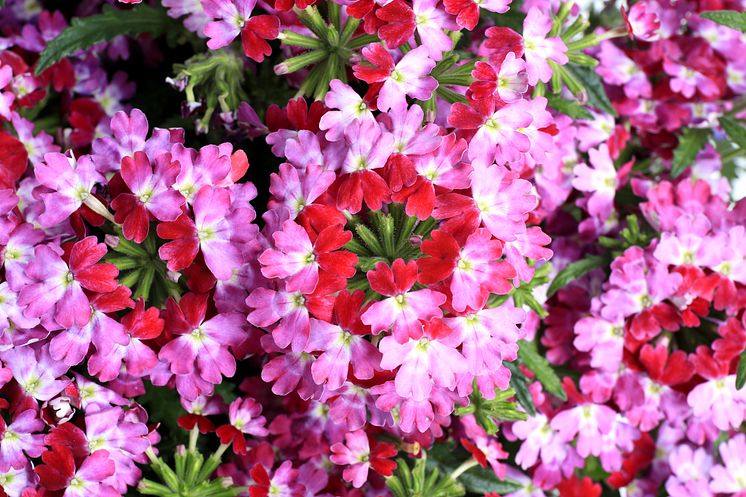 Trädgårdsverbena  Lanai Twister Burgundy 