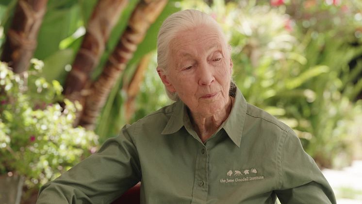 Jane_Goodall_TV_B_Roll.mp4
