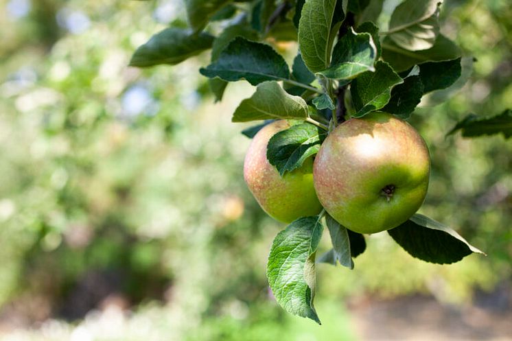 Applen-tradgardsmasteri-768x512
