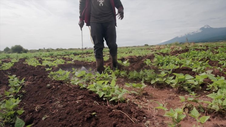 Exporting harm: a mini documentary about pesticides use in Kenya