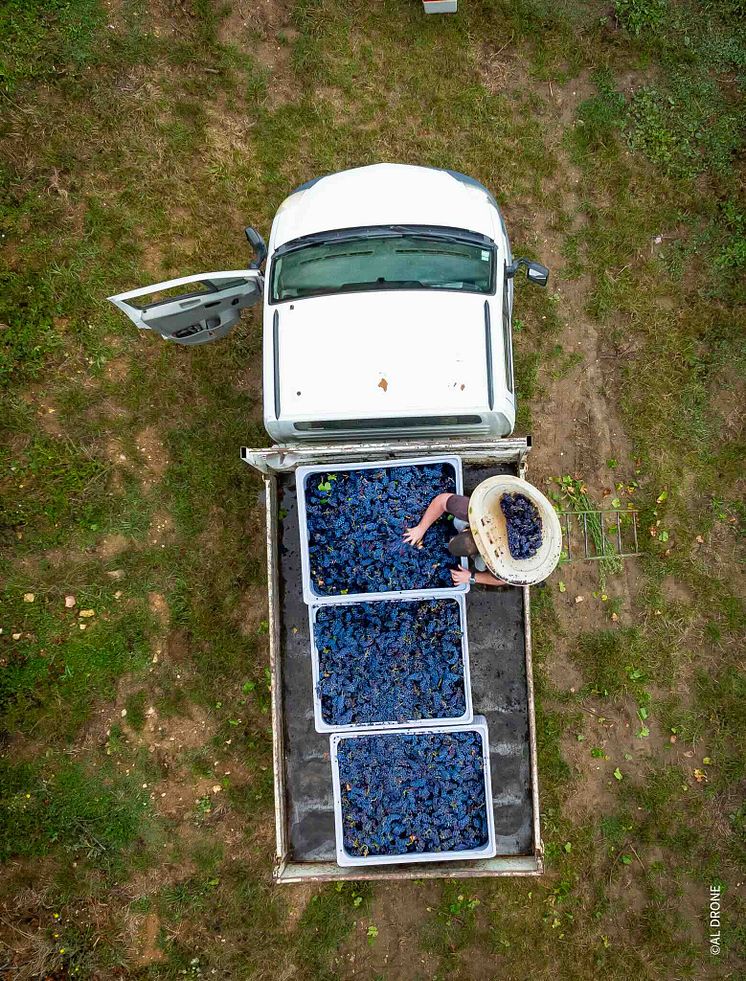 VENDANGES TERRES SECRÈTES 3.jpeg