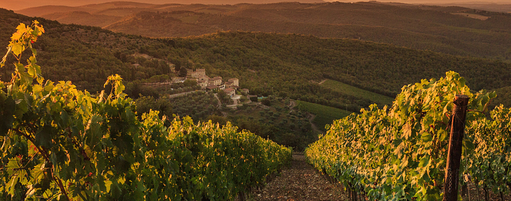 Monteraponi estate