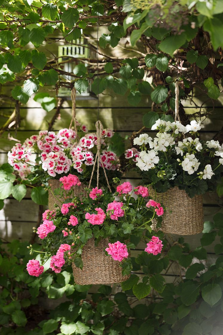 Pelargoner i trädgården