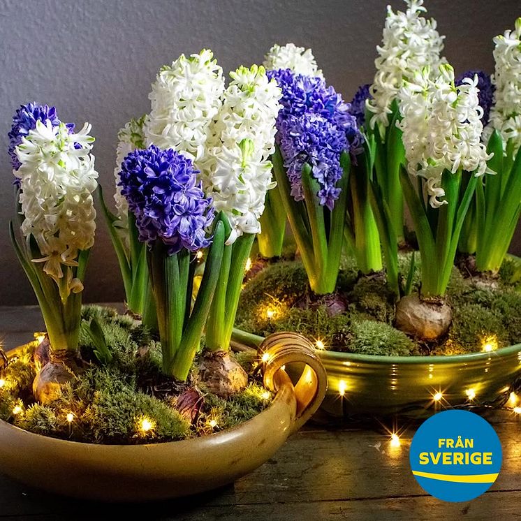 Film om svenska hyacinters utveckling - från lök till blomma KVADRATISK .mp4