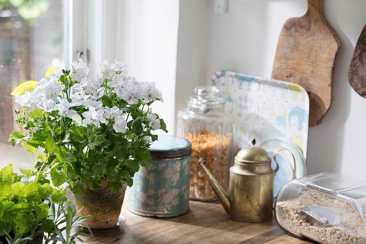 Pelargoner i stan.