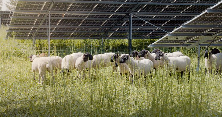 Interquell Petfood_Neuer Solarpark_Schafweide_©Interquell.jpg