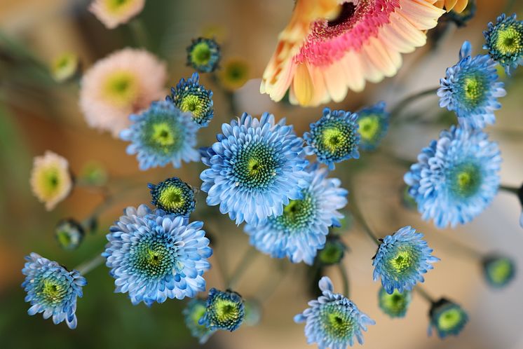 Canon_RF 50mm F1.4L VCM_Feature_Flower_Japan_CINC Sample 17[1].jpg