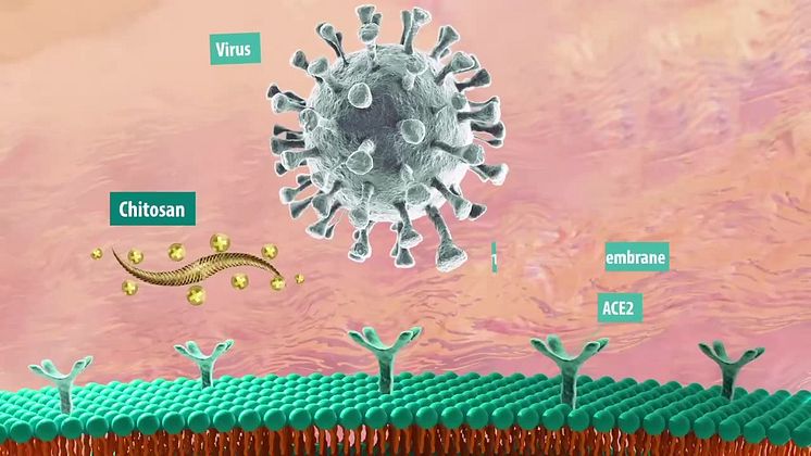 Chitosan blockiert das Virus 