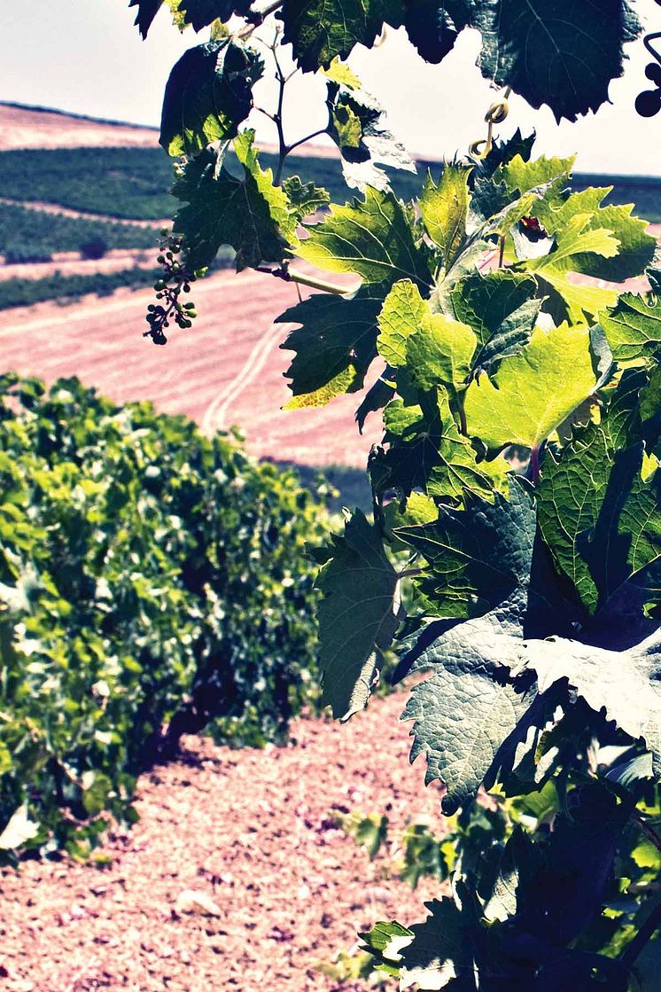 barone-montalto-vigneto.jpg