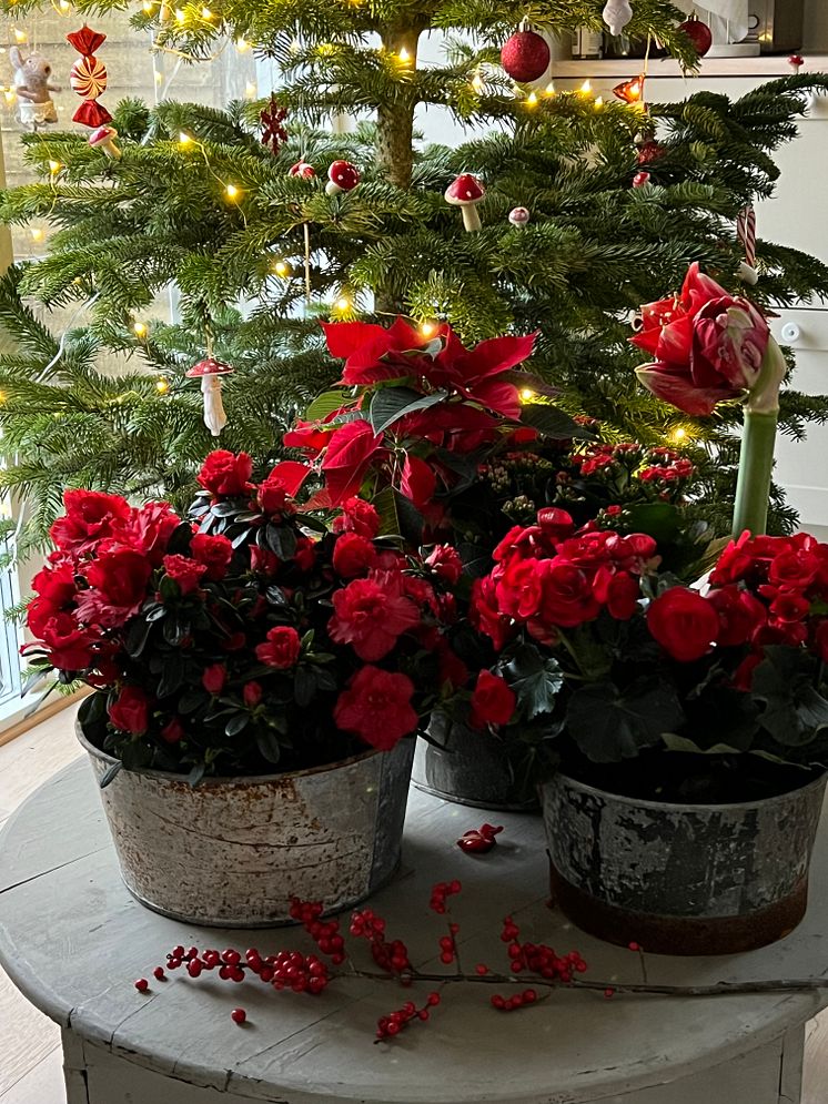 Julblommor_2024_klassiska