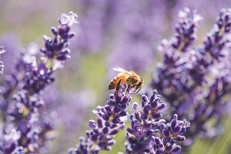 In voller Blüte: Bienen lieben Blumen!