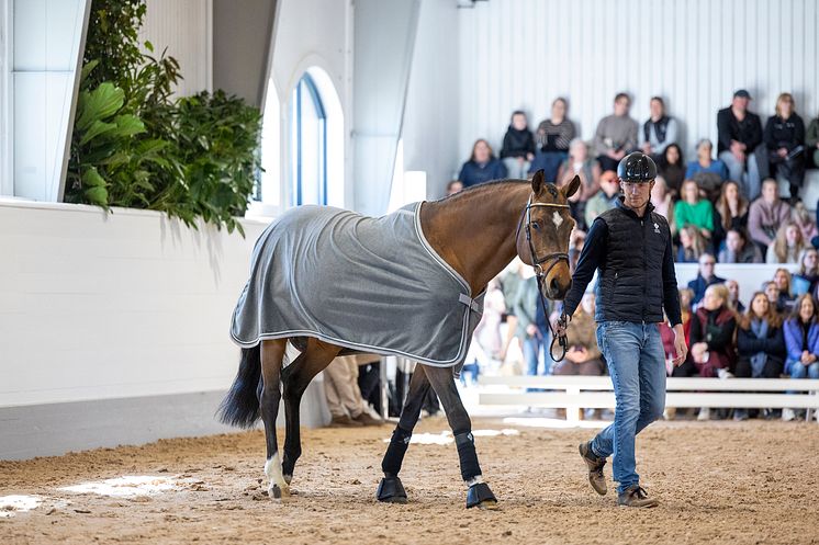 Hingst 2-2 250412 RT (1).jpg