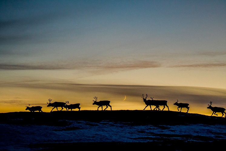 Reindeer migration-Photo - Thomas Rasmus Skaug - VisitNorway.com.JPG