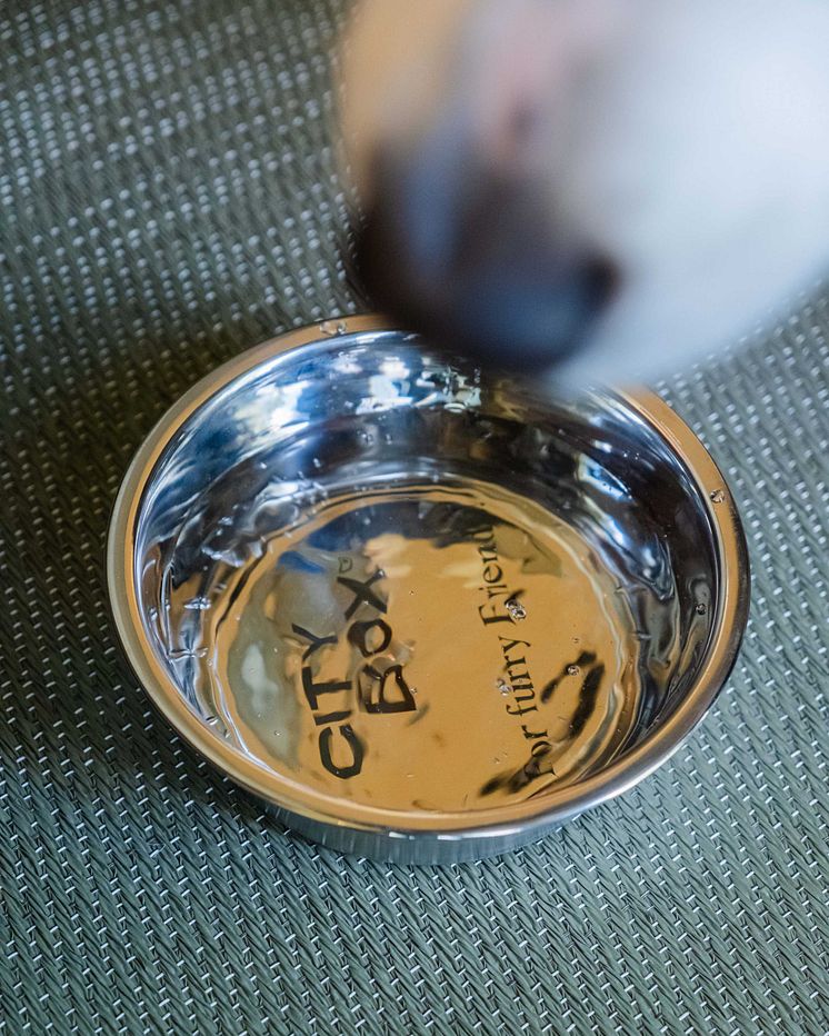 Dog drinking from their Citybox waterbowl