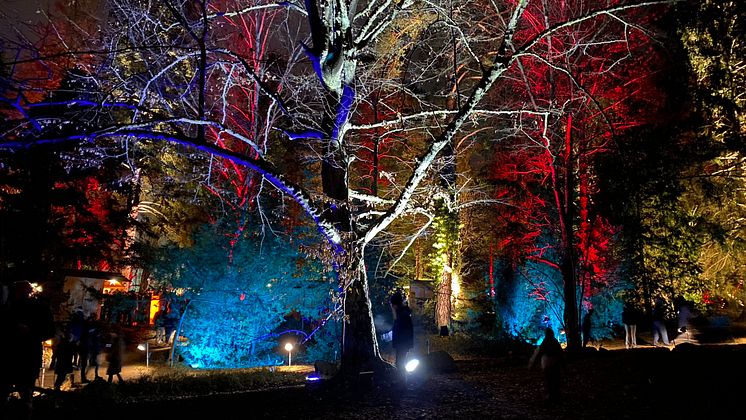 Waldweihnacht_Eberswalde_C_TMB-Fotoarchiv_Matthias-Schäfer.JPEG