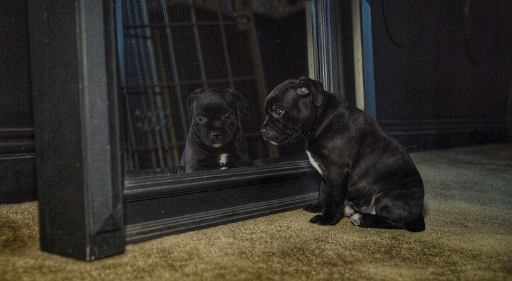 pigallehunden_2018_puppy_edition_IMG_9061