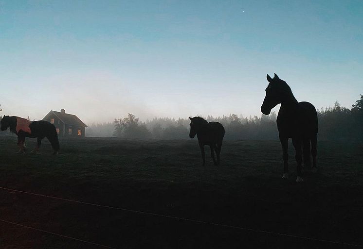 Hästar i hage, foto Elsa Bohman