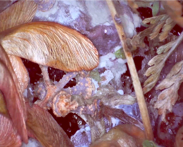 Christine Ödlund, "Kompost I", 2019, Time-lapse video 