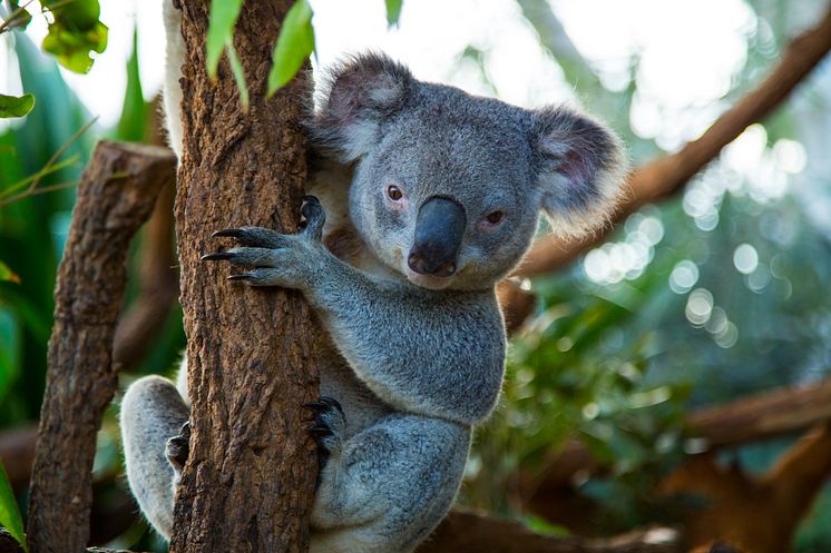 Koala i Australien