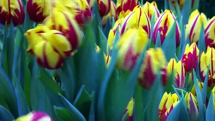 Blomsterinspiration från Sveriges vackraste konstmuseum