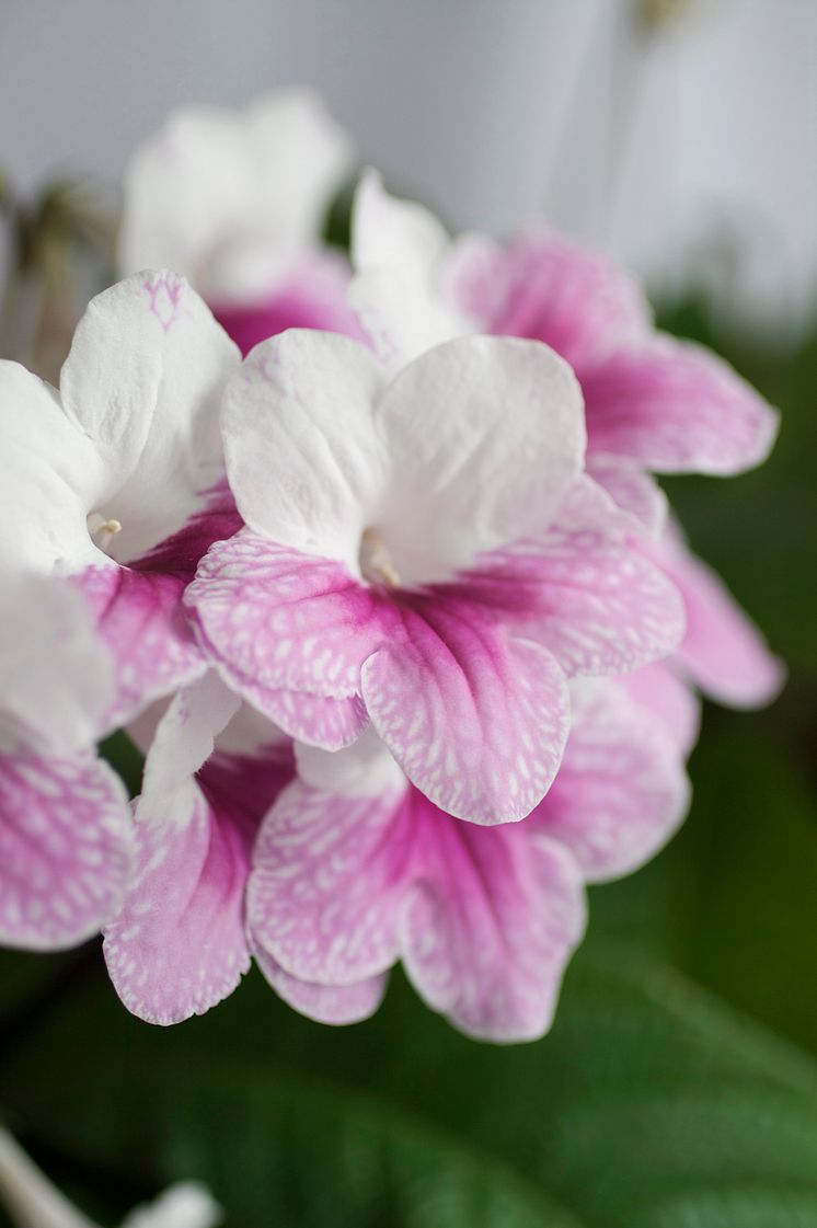 Tvåfärgad kornettblomma nära