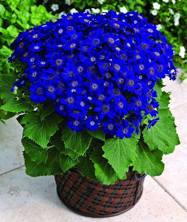 Jester Blue