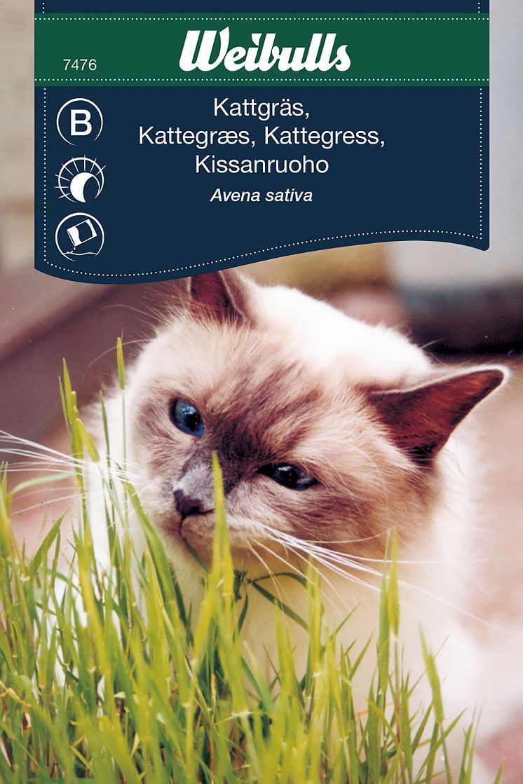 7476_kattgräs_avena_sativa.jpg