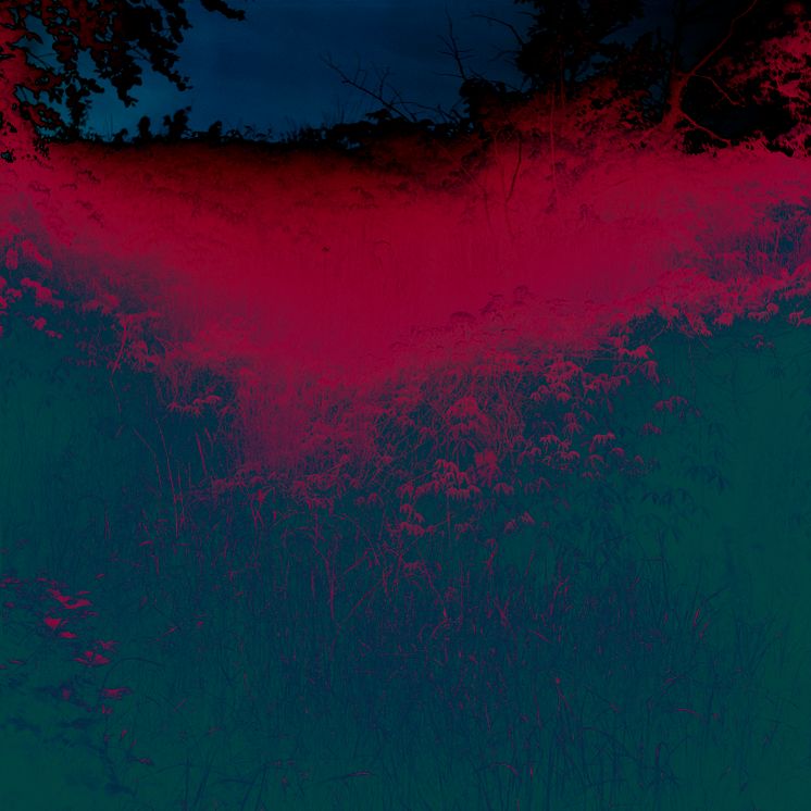 Charlotta Hammar, Fading Memory Of A Scene With Grass And Wild Flowers I, 2021