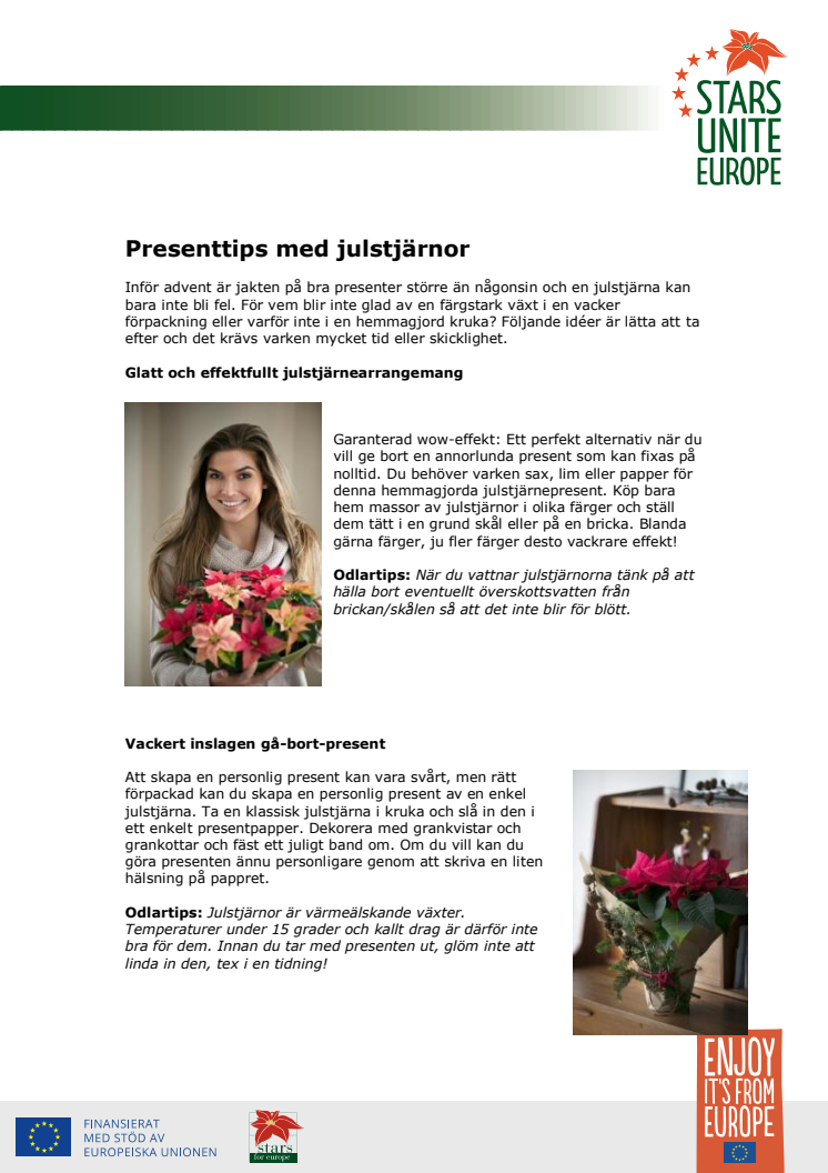 Presenttips med julstjärnor