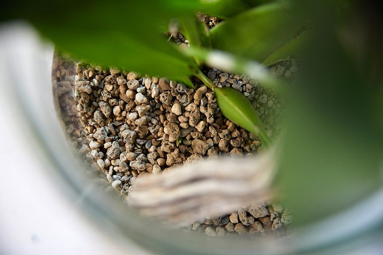 Gefäß mit grobkörnigem Orchideensubstrat ORCHIDPON 