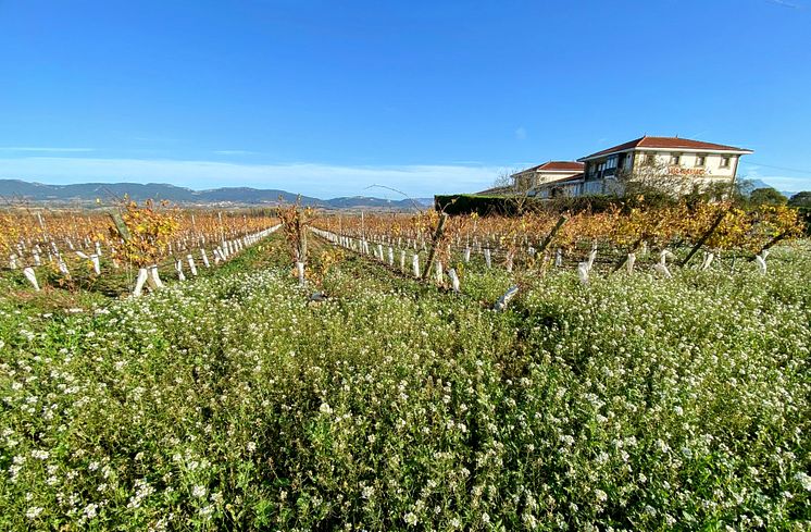 Winery and vineyard.JPG