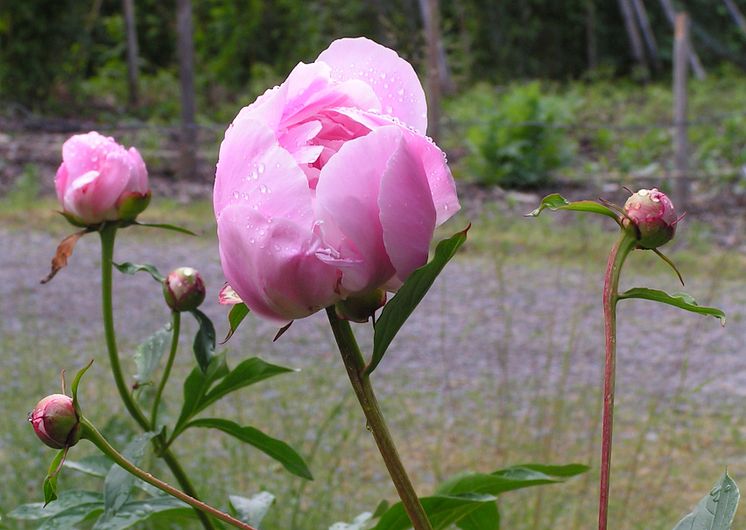 Försommarblomster. Foto Kjell Renblad