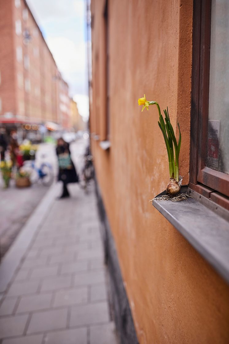 Gatufest_vårhyacint_tete a tete_tulpan_2022