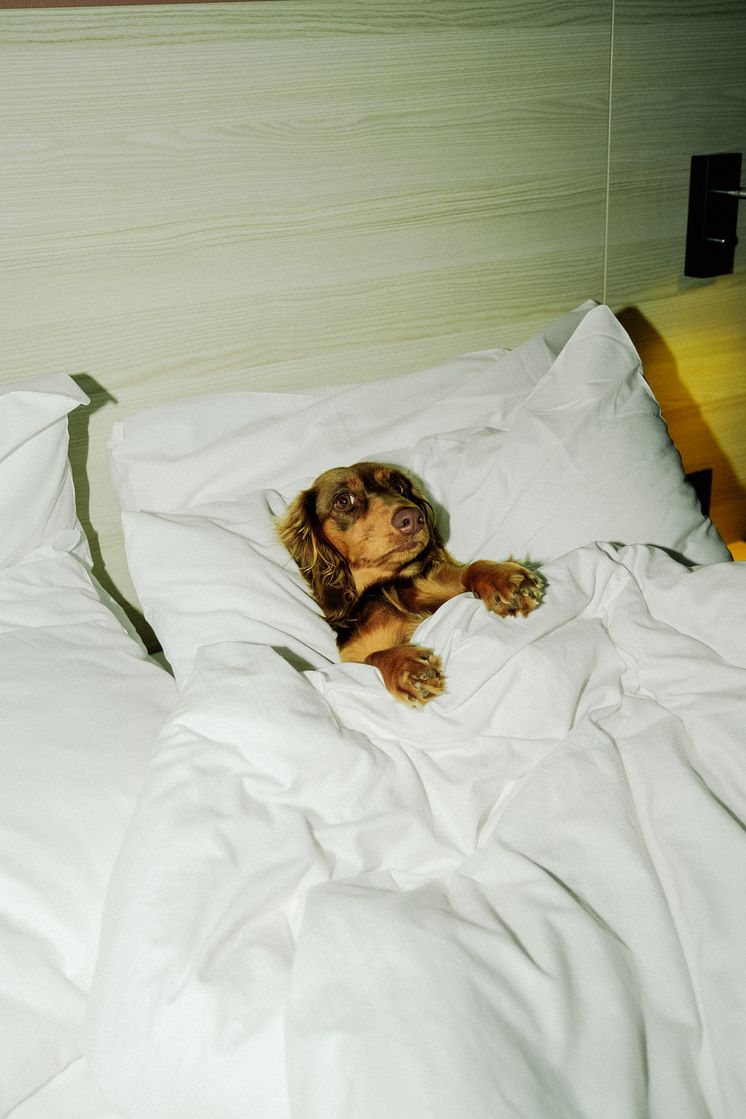 Alma - pet friendly