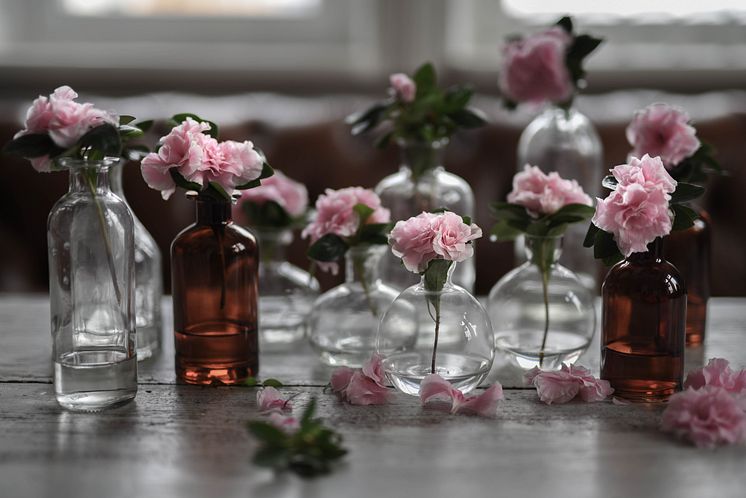 Azalea_vår_2025