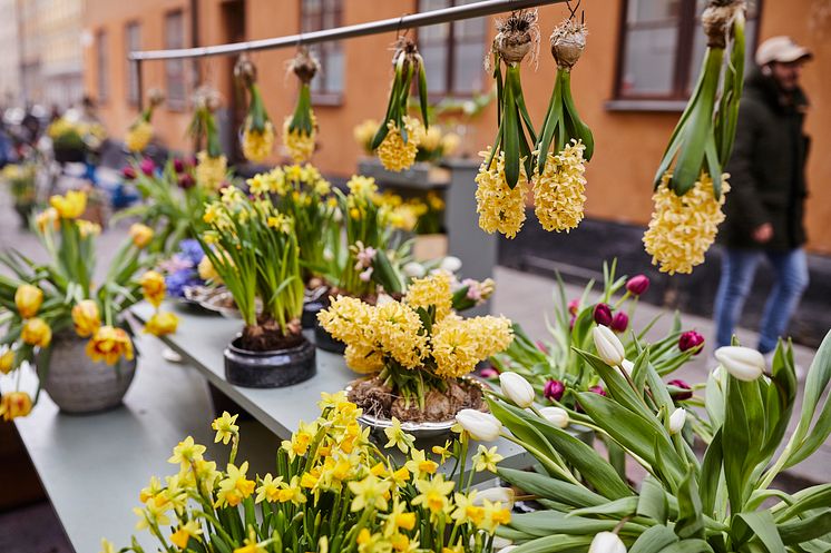 Gatufest_vårhyacint_tete a tete_tulpan_2022
