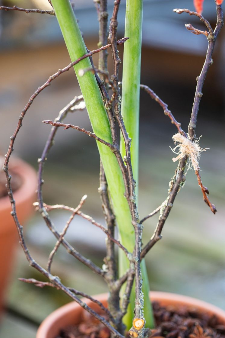 amaryllis_waldemarsudde_vinter_2023