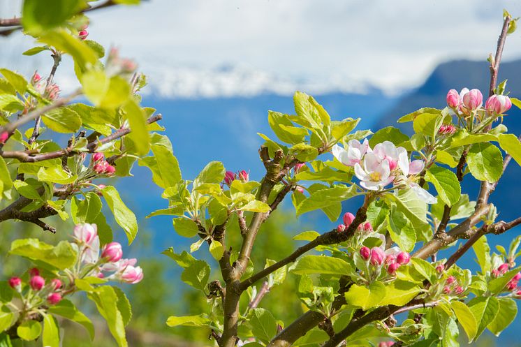 FRUKTBLOMSTRING VAR FOTO HAVARD NESBO.jpg