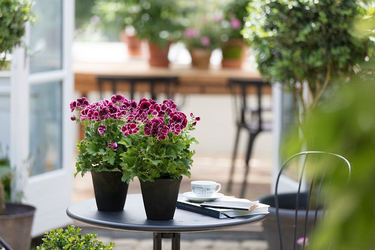 Pelargoner i uterummet. 