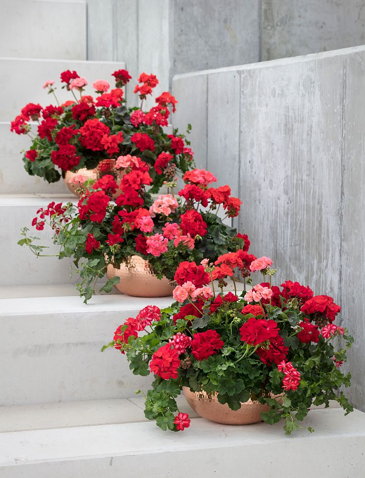 Pelargoner på trappen