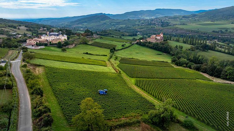 VENDANGES TERRES SECRÈTES 1.jpg