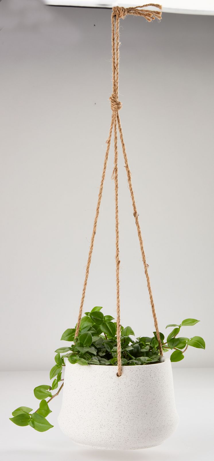 Blumenampel KLIPPEDUE 2.tif