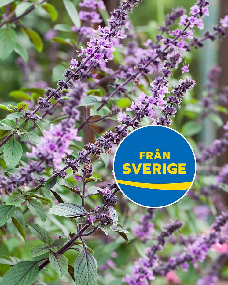 Blomsterbasilika Från Sverige